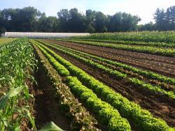Lettuce and corn in field